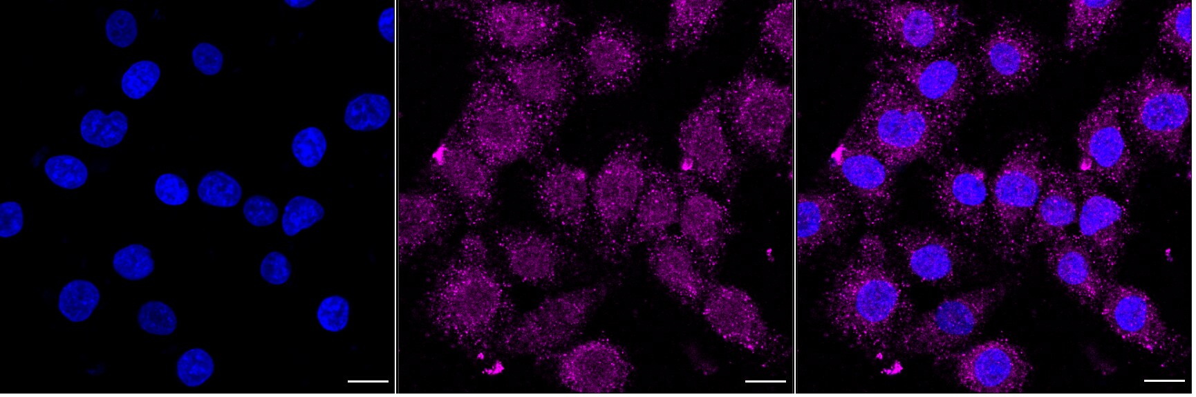Bcl-xL Antibody (24GB5350)
