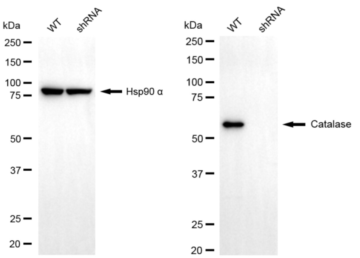 Catalase Antibody (24GB5360)