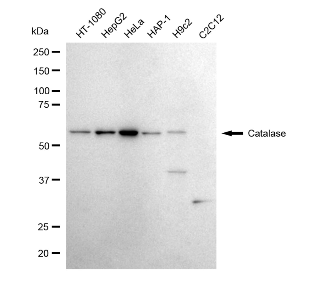 Catalase Antibody (24GB5360)