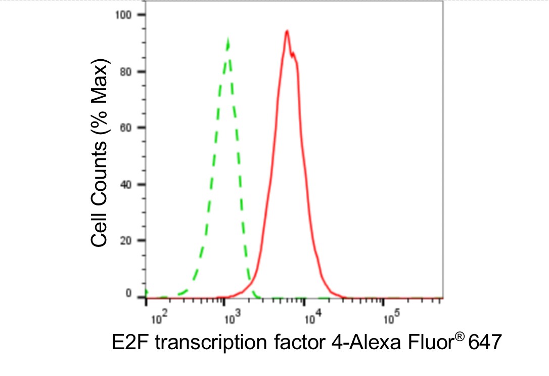 E2F-4 Antibody (24GB5375)