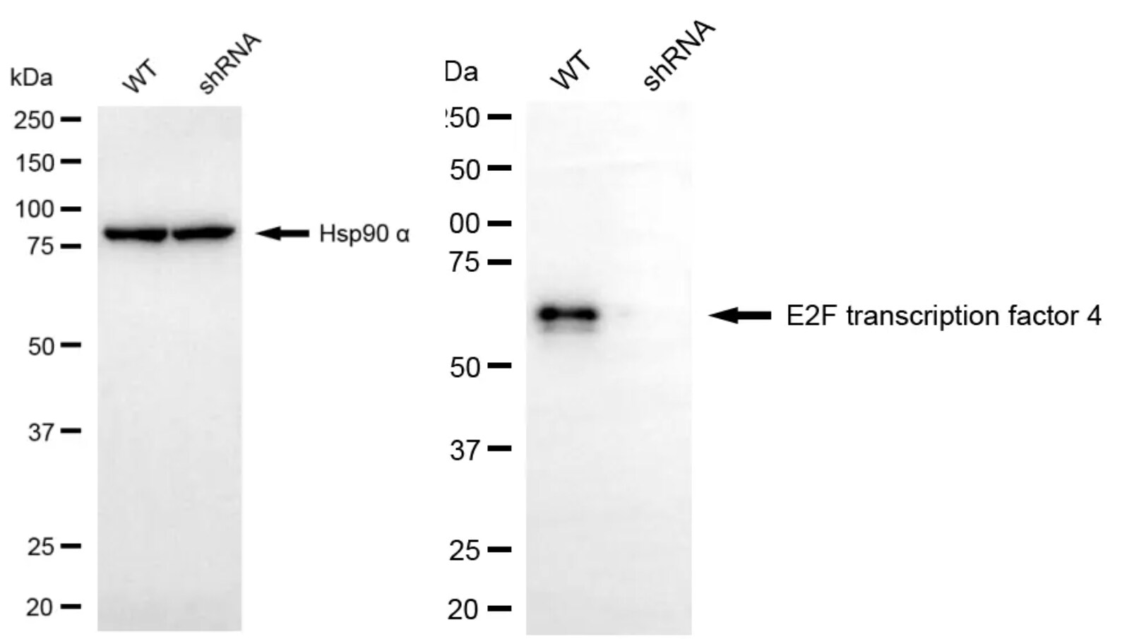 E2F-4 Antibody (24GB5375)
