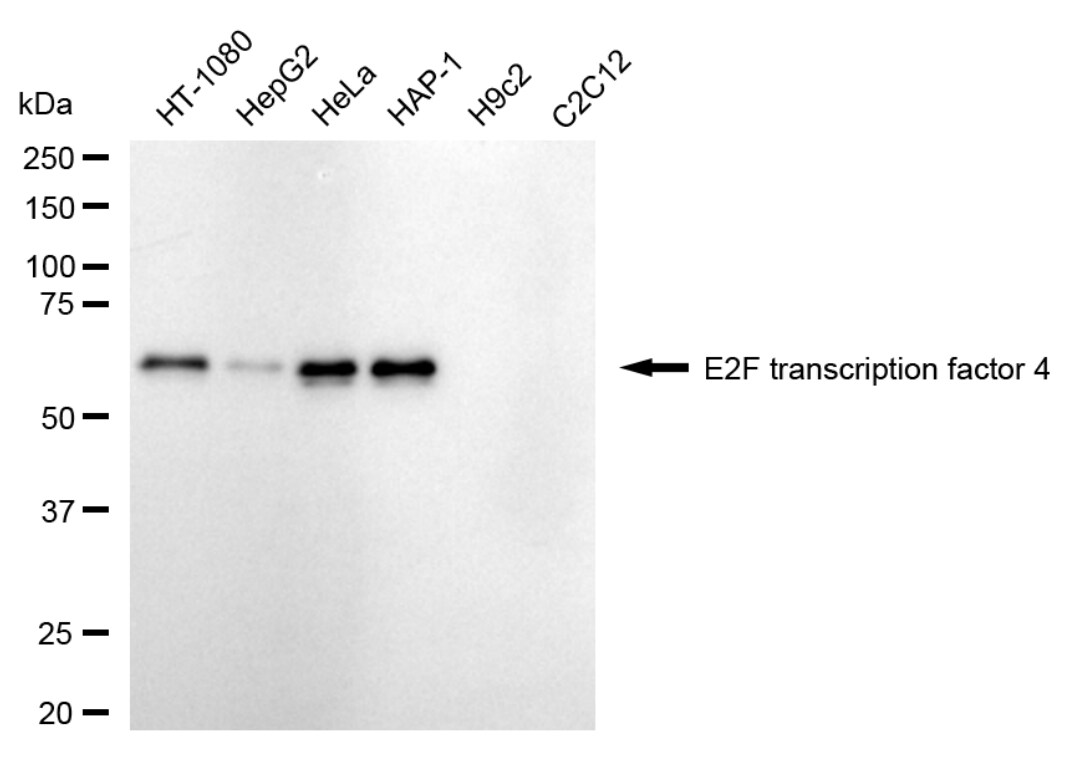 E2F-4 Antibody (24GB5375)