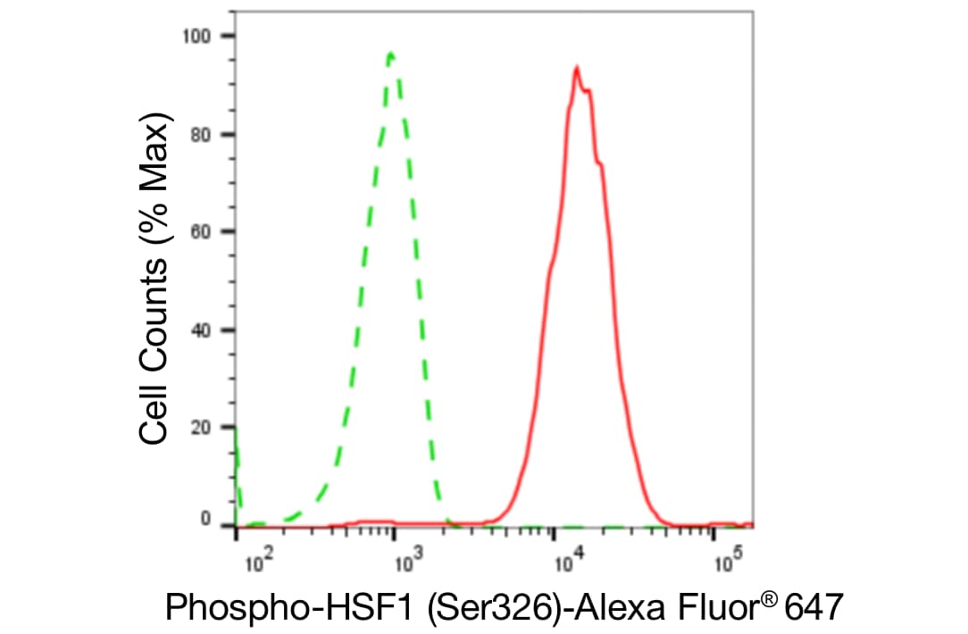 HSF1 [p Ser326] Antibody (24GB5400)