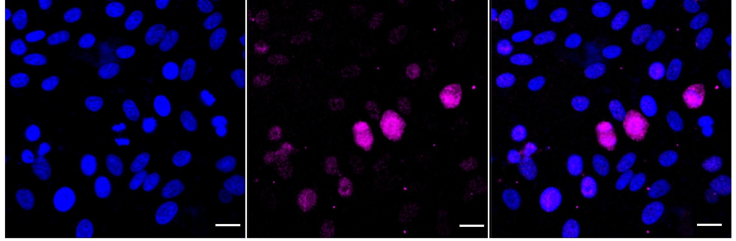 HSF1 [p Ser326] Antibody (24GB5400)