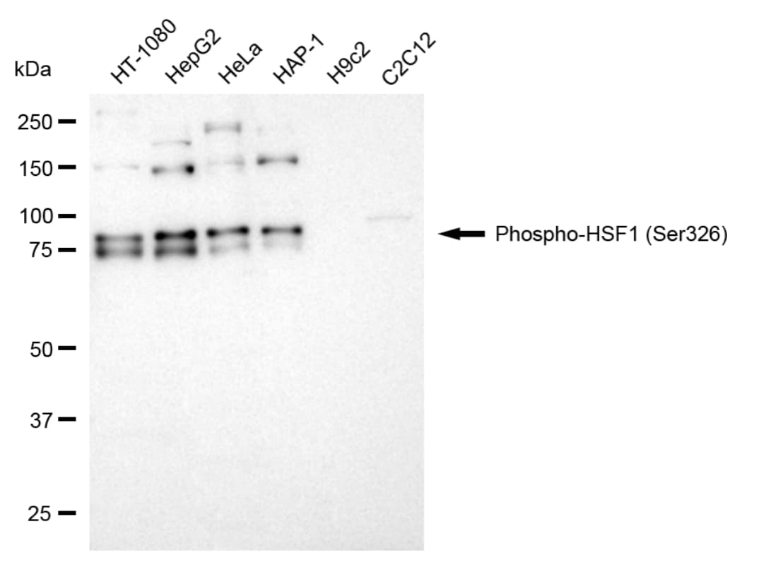 HSF1 [p Ser326] Antibody (24GB5400)