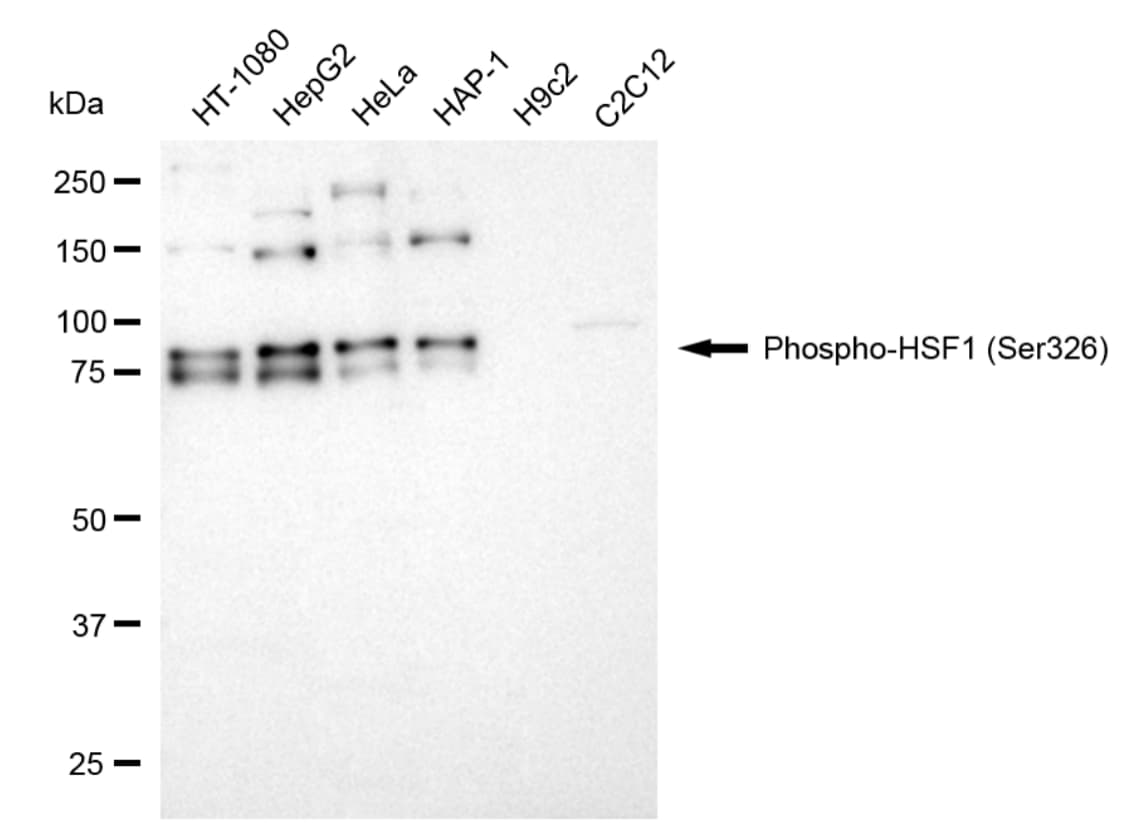 HSF1 [p Ser326] Antibody (24GB5400)