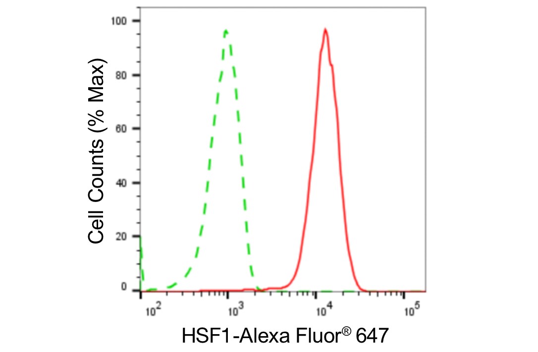 HSF1 Antibody (24GB5405)