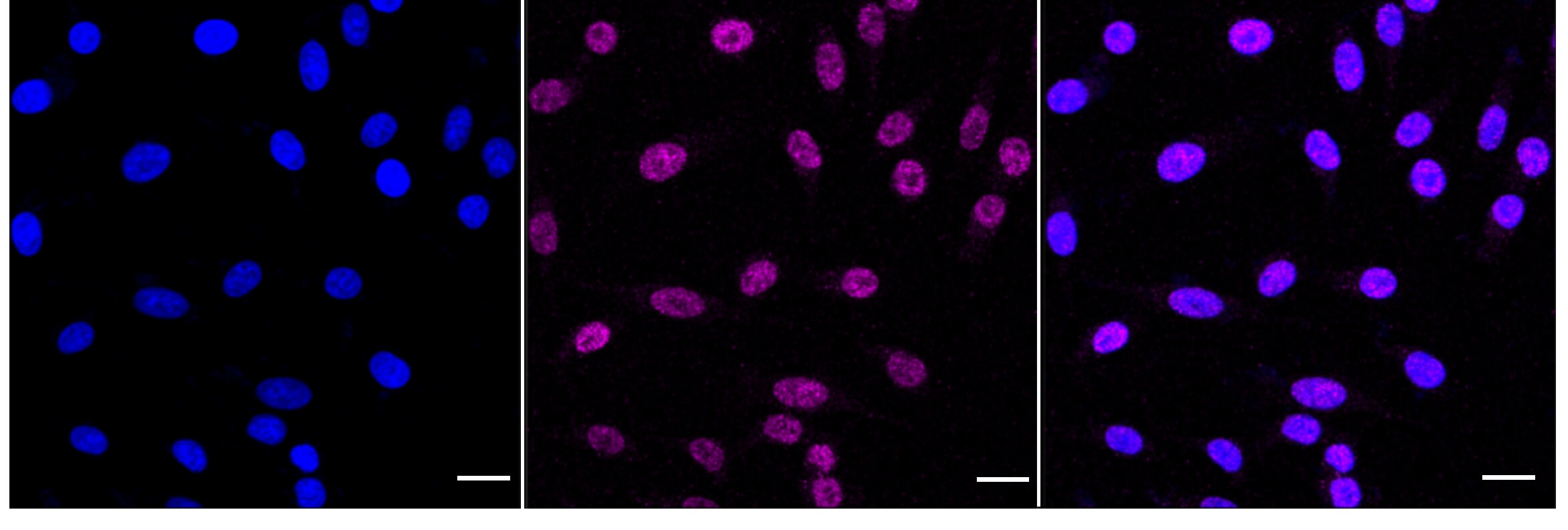 HSF1 Antibody (24GB5405)