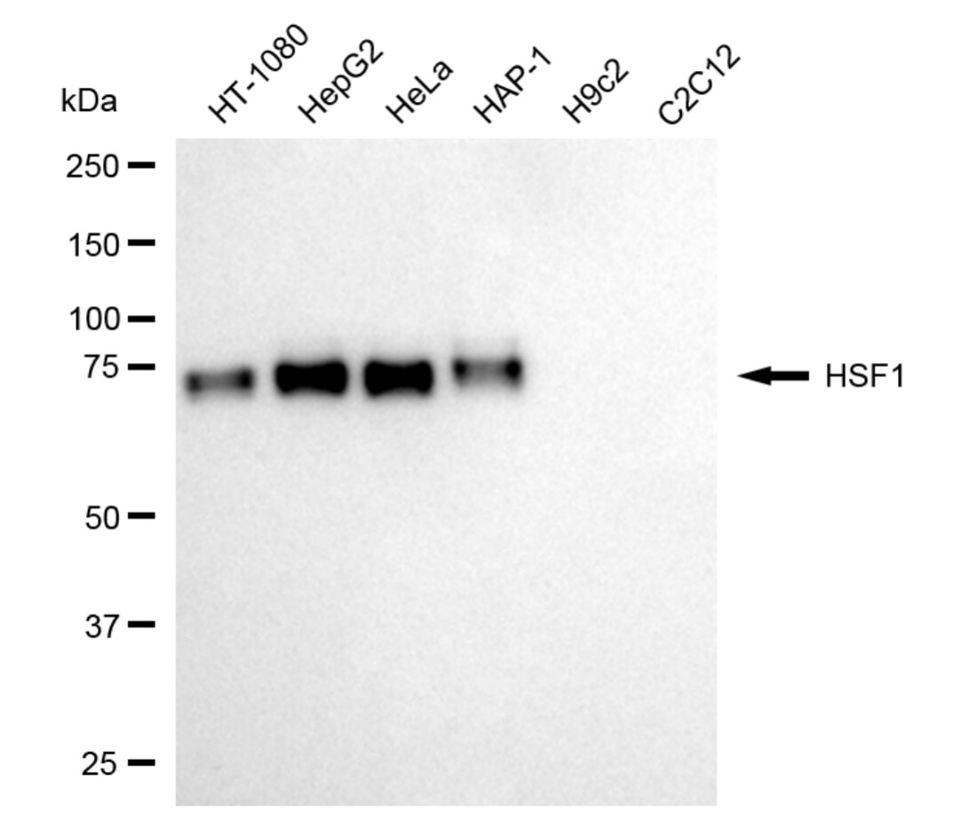 HSF1 Antibody (24GB5405)