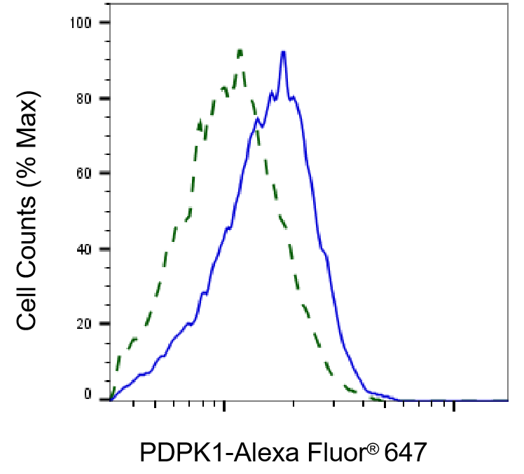 PDK-1 Antibody (24GB5425)