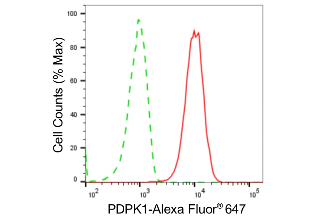 PDK-1 Antibody (24GB5425)