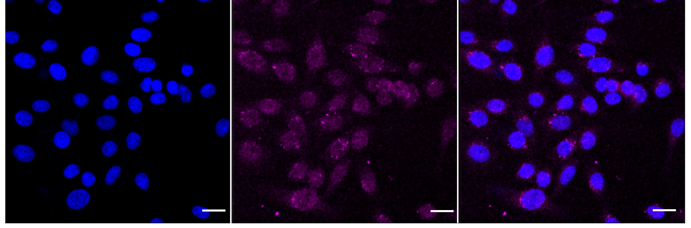PDK-1 Antibody (24GB5425)