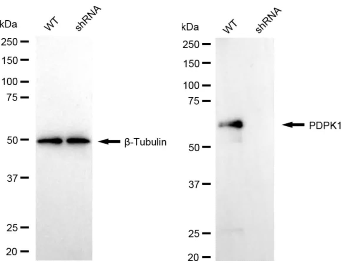 PDK-1 Antibody (24GB5425)