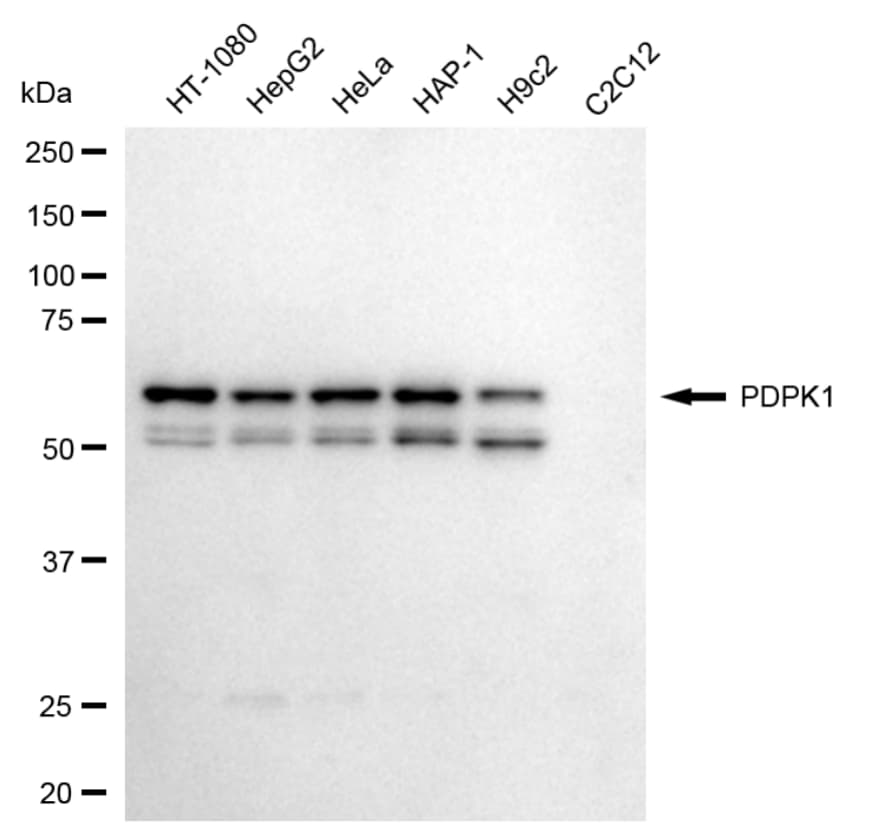 PDK-1 Antibody (24GB5425)