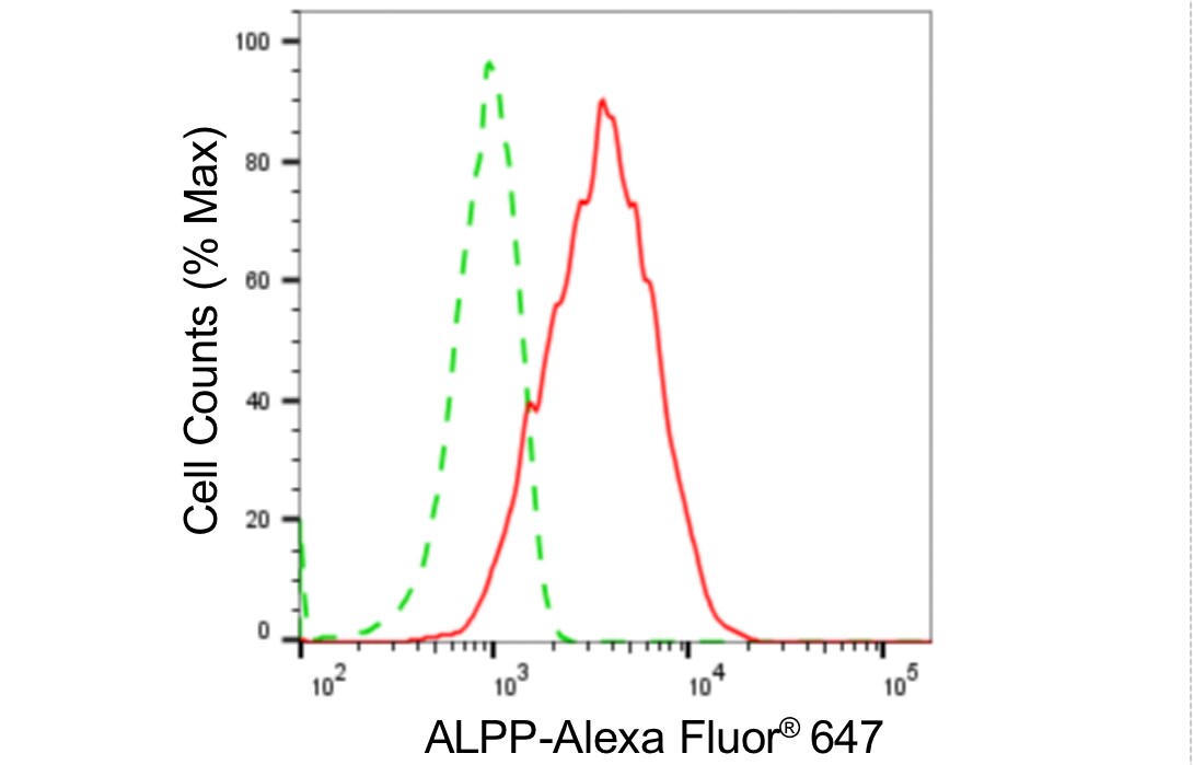 Alkaline Phosphatase/ALPP Antibody (24GB5430)