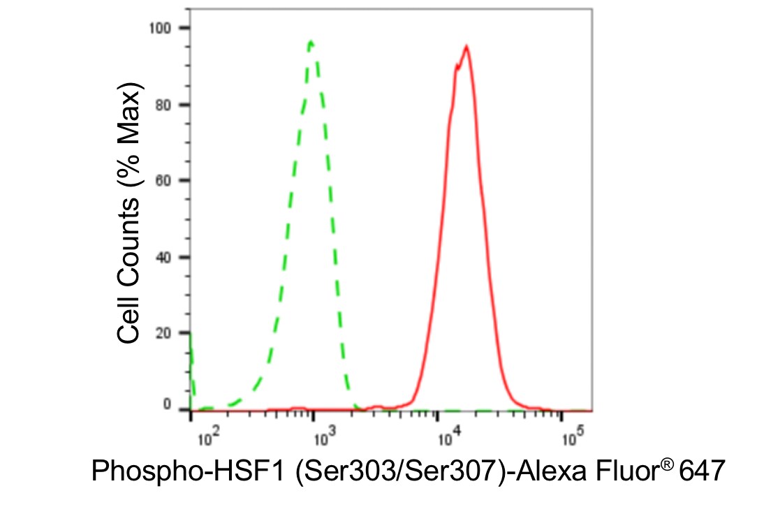 HSF1 [p Ser307] Antibody (24GB5445)