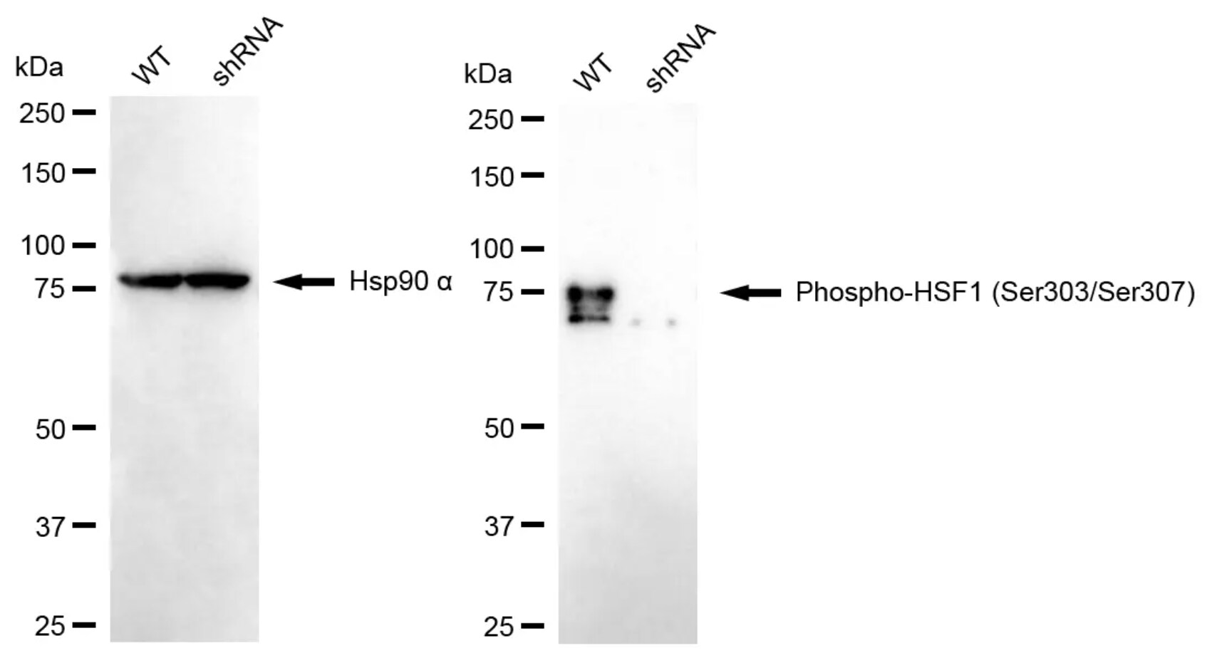 HSF1 [p Ser307] Antibody (24GB5445)