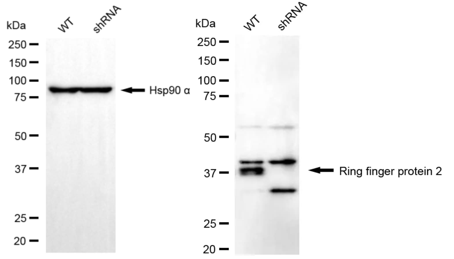 RNF2 Antibody (24GB5455)