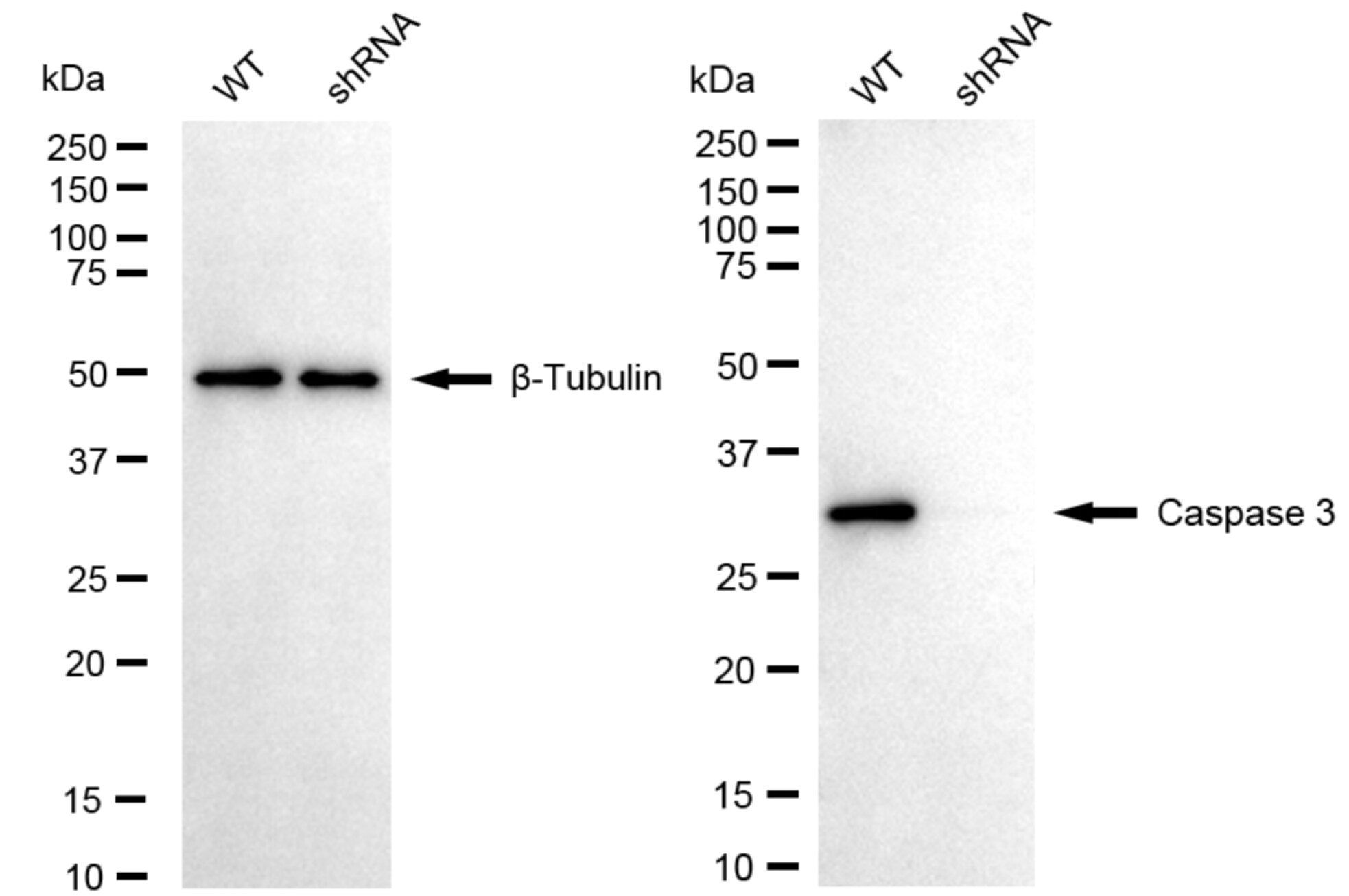 Caspase-3 Antibody (24GB6150)