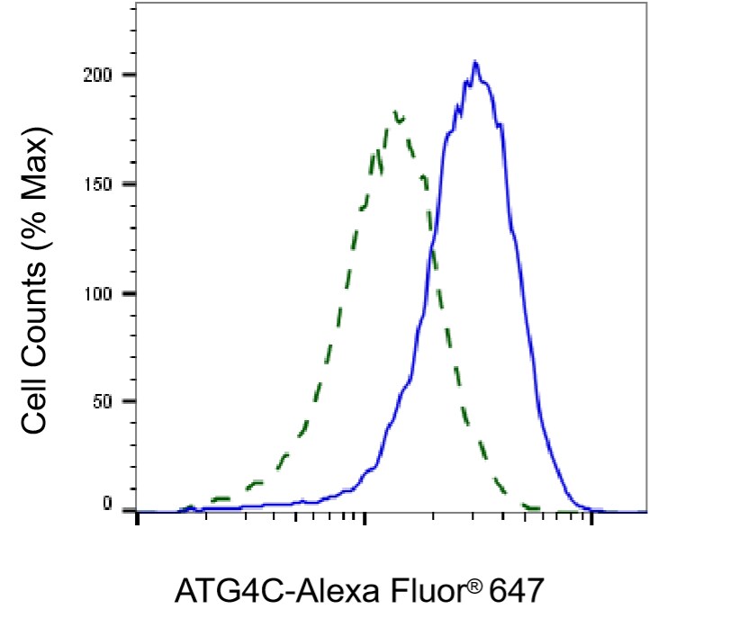 ATG4C Antibody (24GB6165)