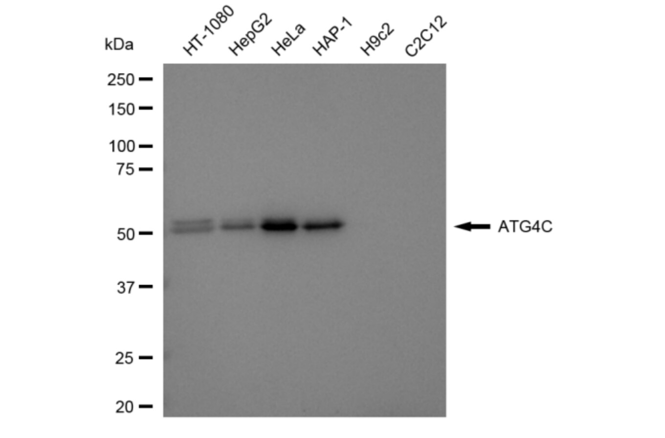 ATG4C Antibody (24GB6165)