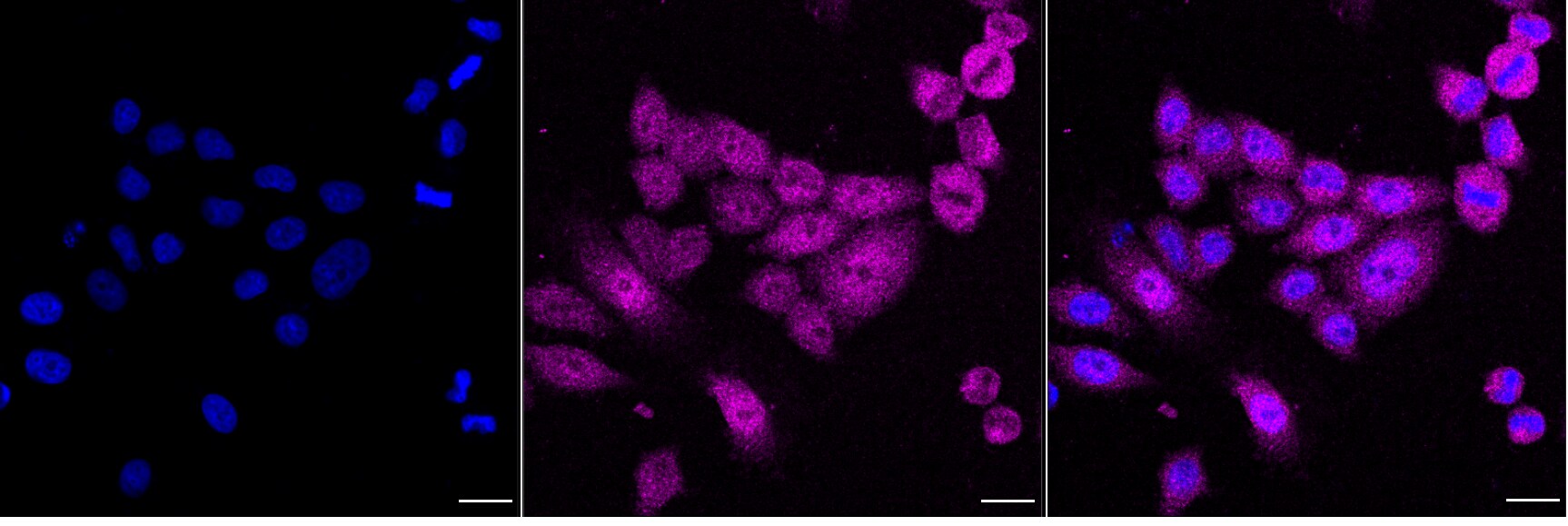 STAT3 Antibody (24GB5510)