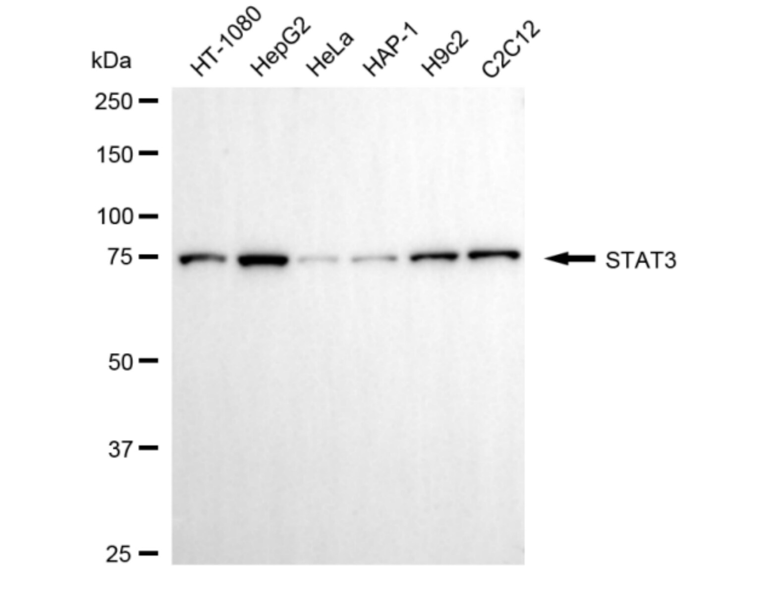 STAT3 Antibody (24GB5510)