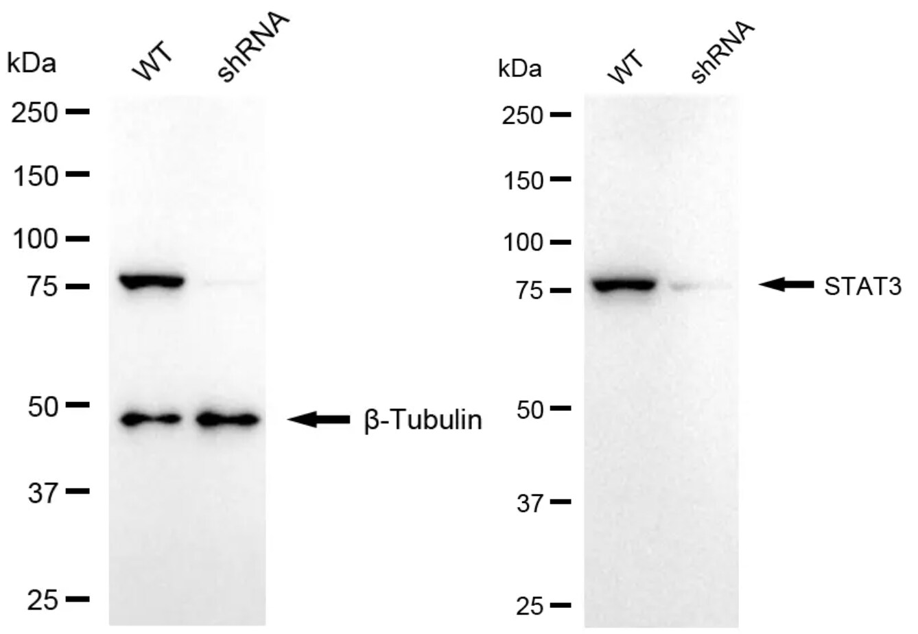 STAT3 Antibody (24GB5510)