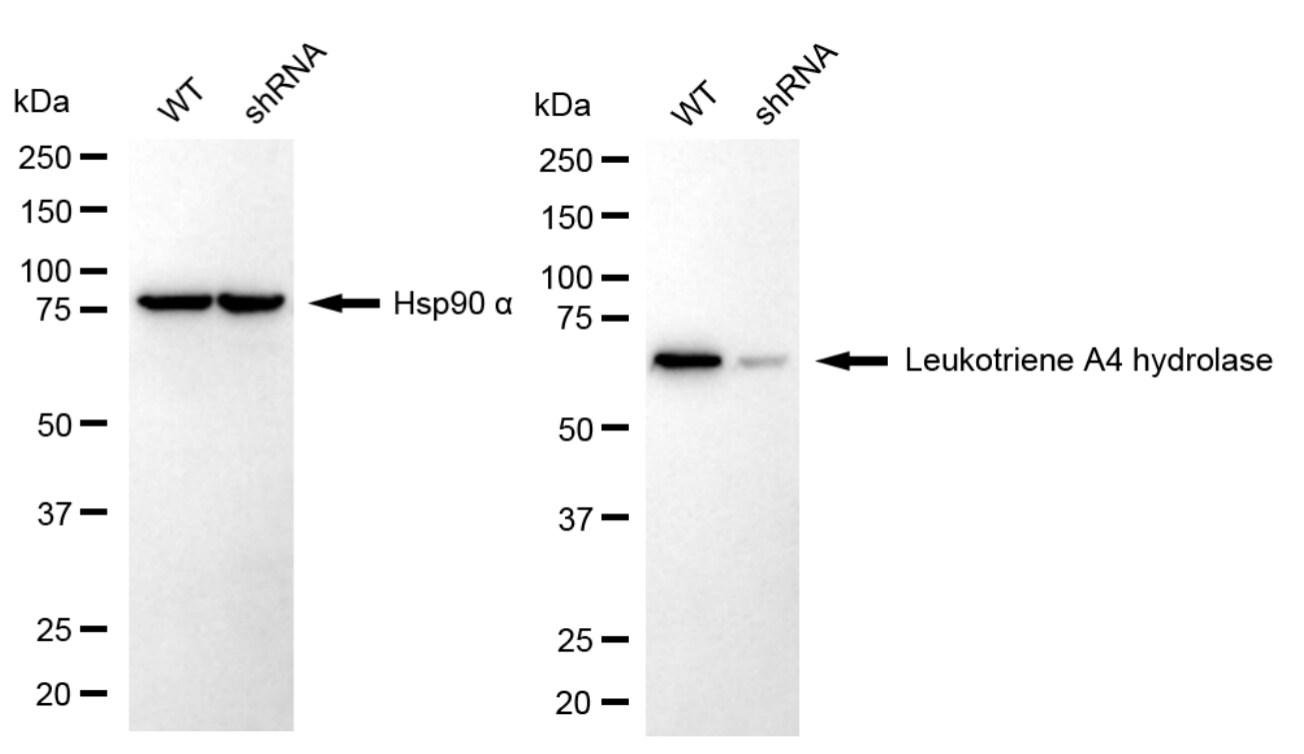 Leukotriene A4 Hydrolase/LTA4H Antibody (24GB5540)