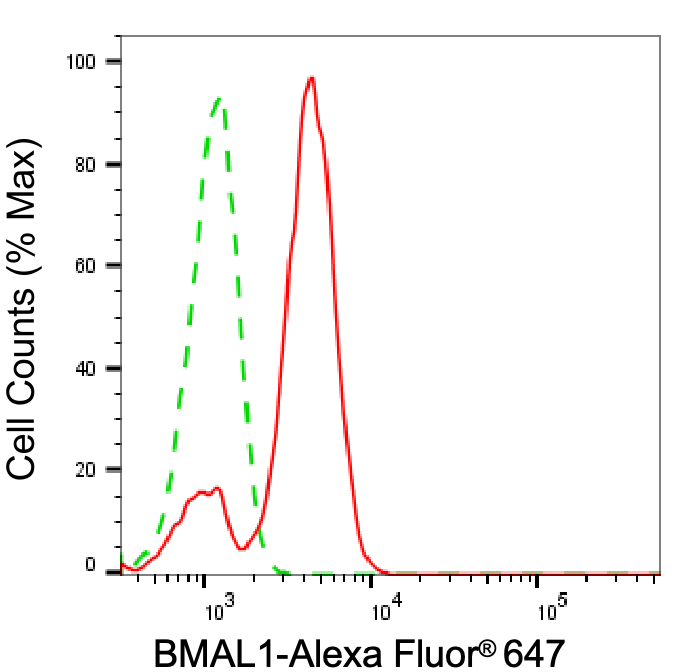 BMAL1 Antibody (24GB5560)