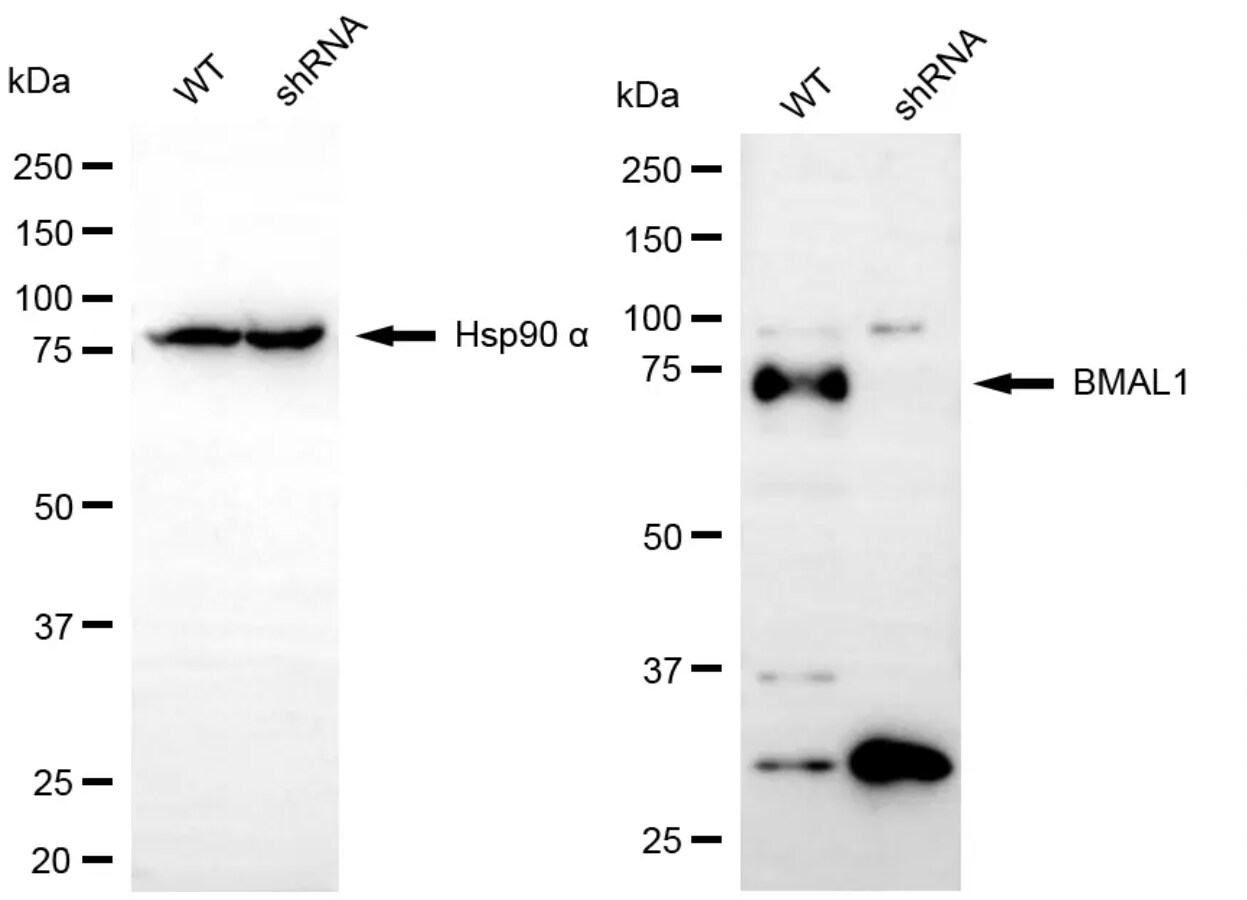 BMAL1 Antibody (24GB5560)