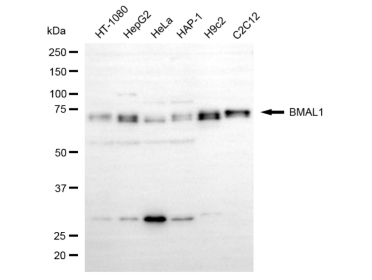 BMAL1 Antibody (24GB5560)