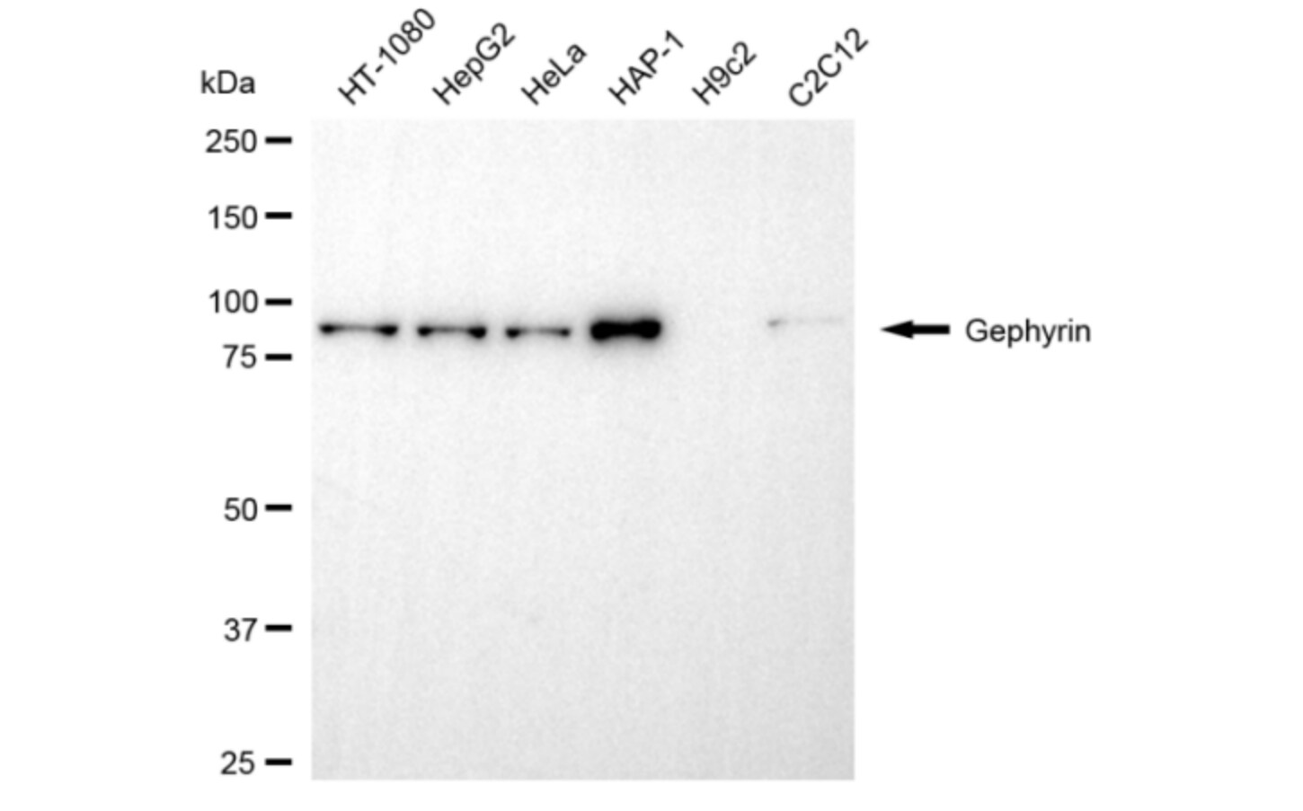 Gephyrin/GPHN Antibody (24GB5580)