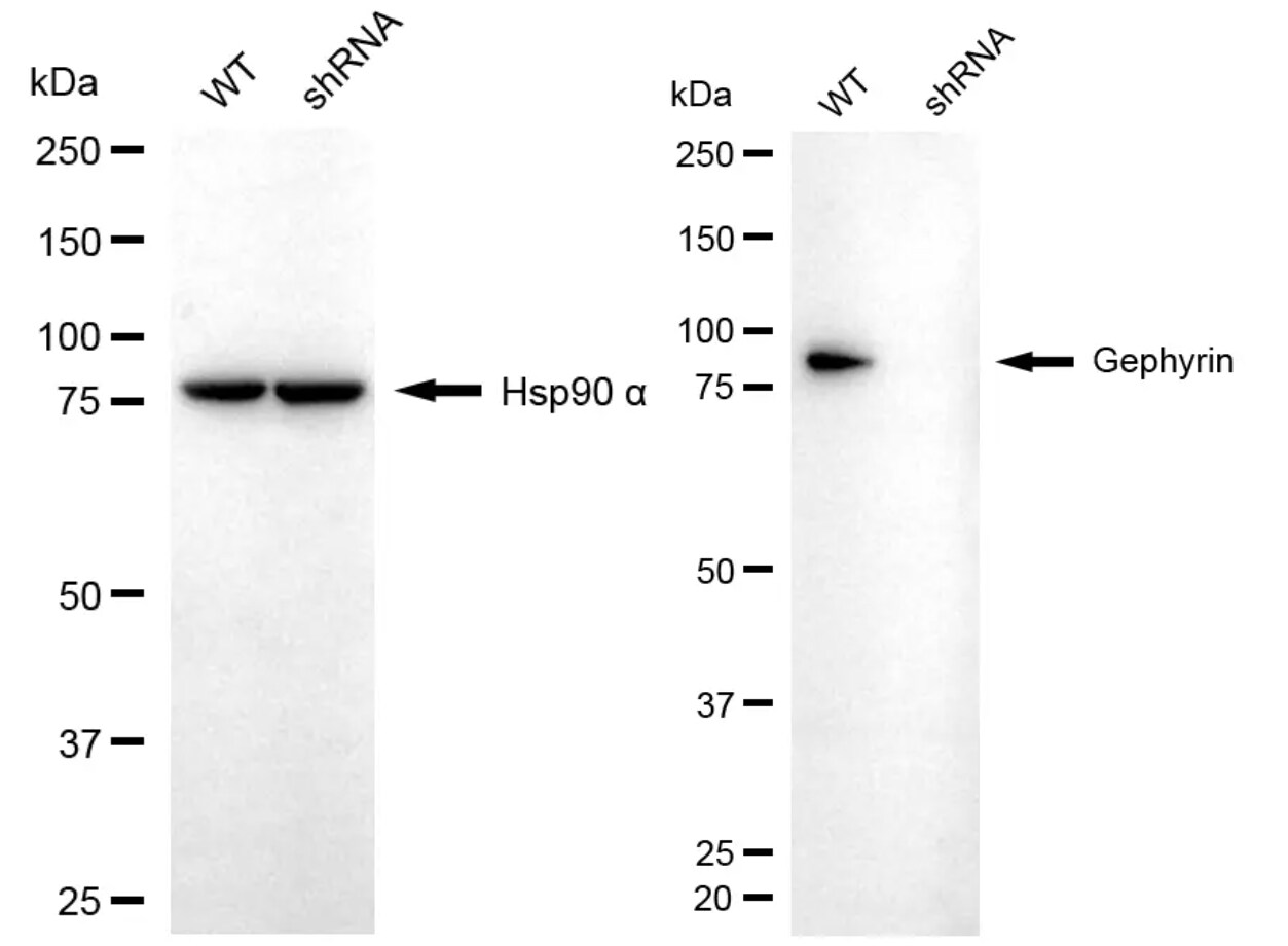 Gephyrin/GPHN Antibody (24GB5580)