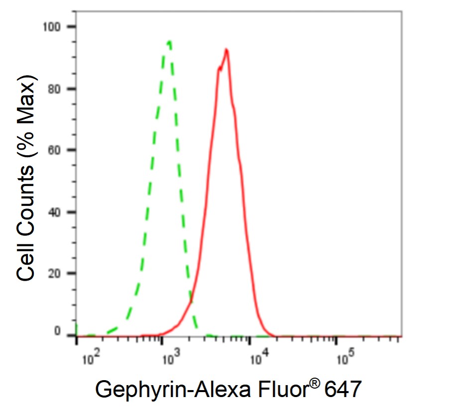 Gephyrin/GPHN Antibody (24GB5585)