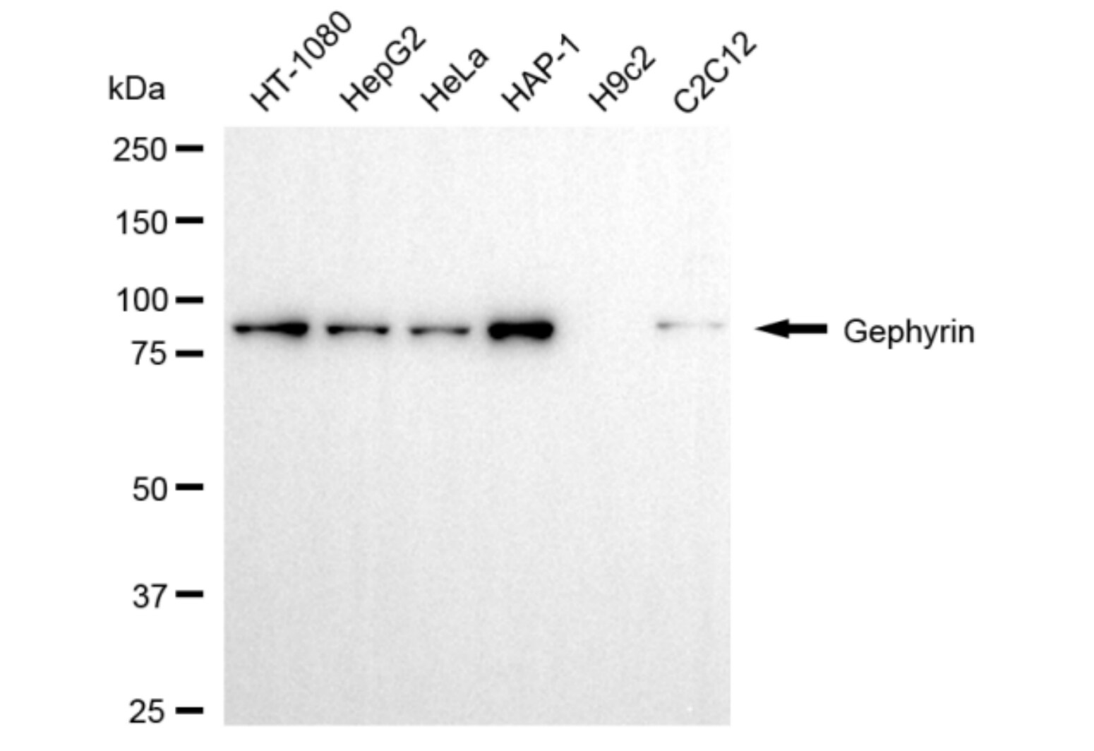 Gephyrin/GPHN Antibody (24GB5585)