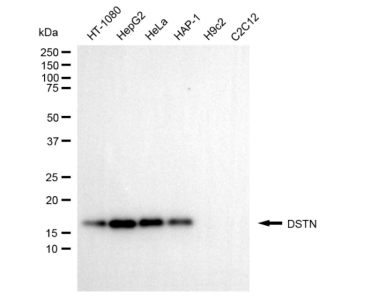 Destrin Antibody (24GB5625)
