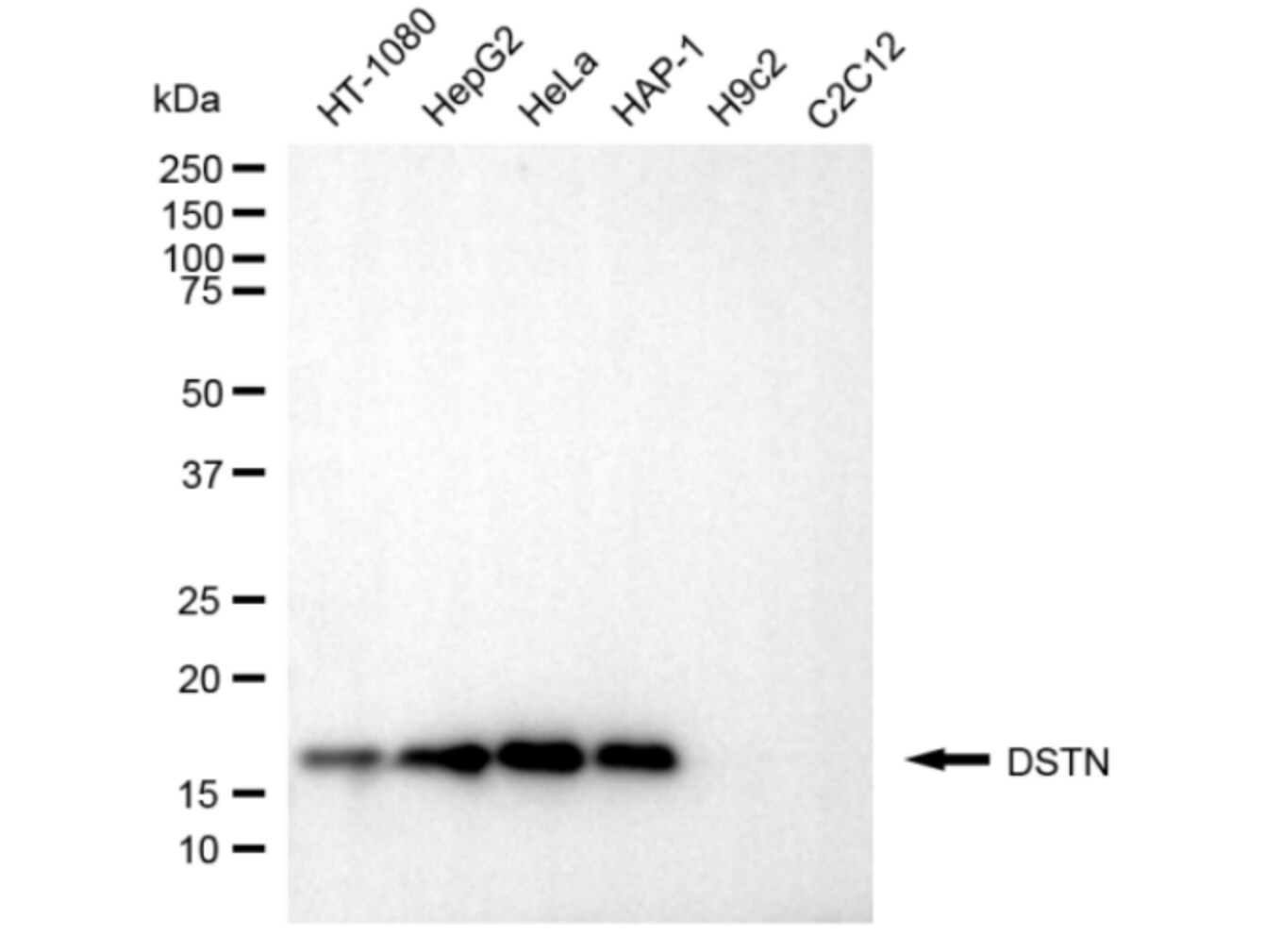 Destrin Antibody (24GB5630)