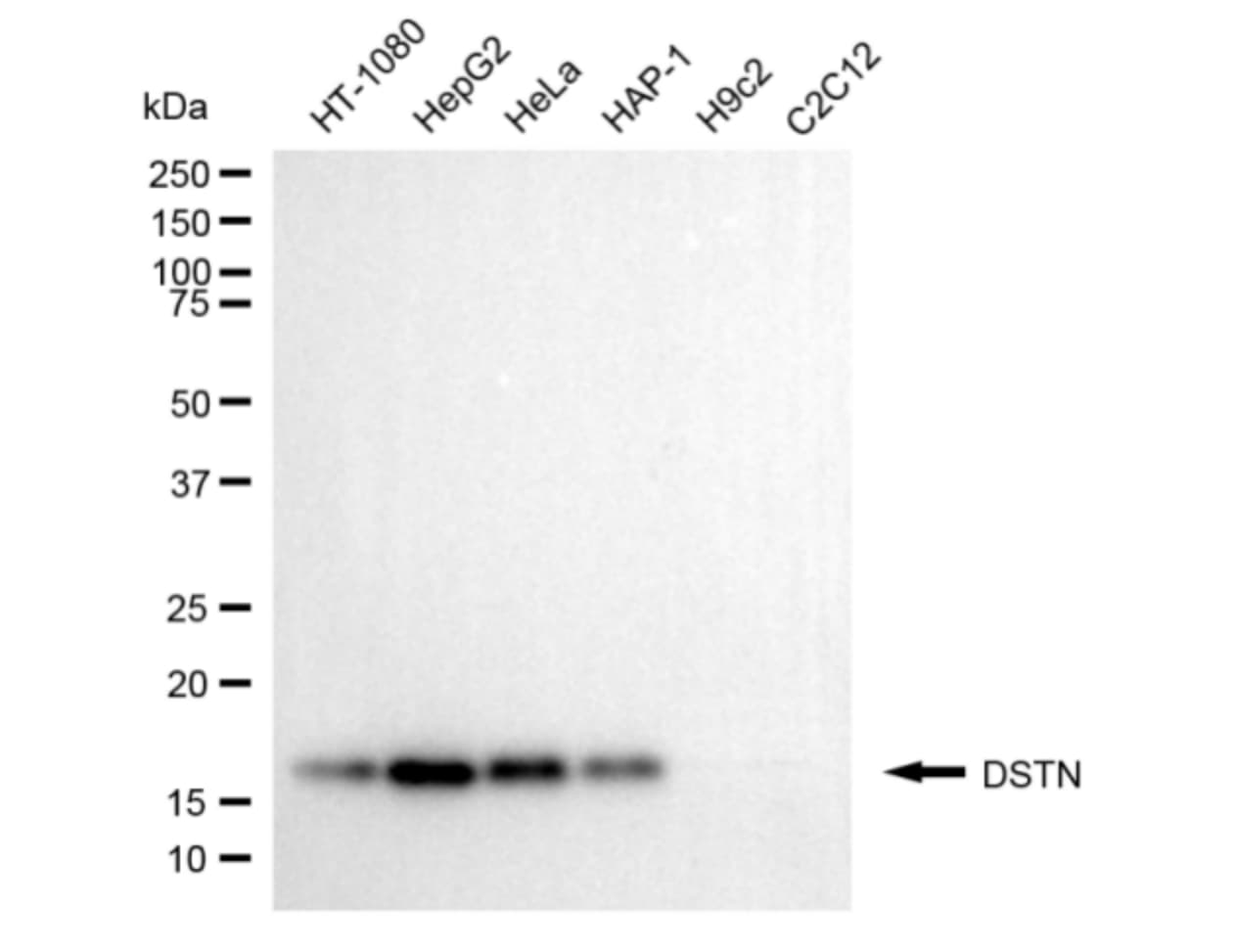 Destrin Antibody (24GB5635)