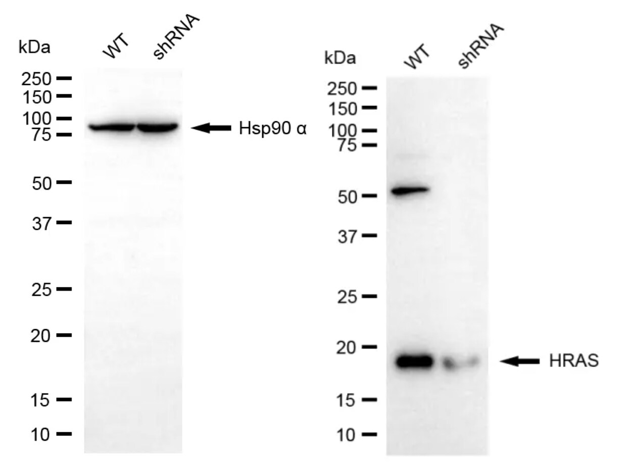 HRAS Antibody (24GB5695)