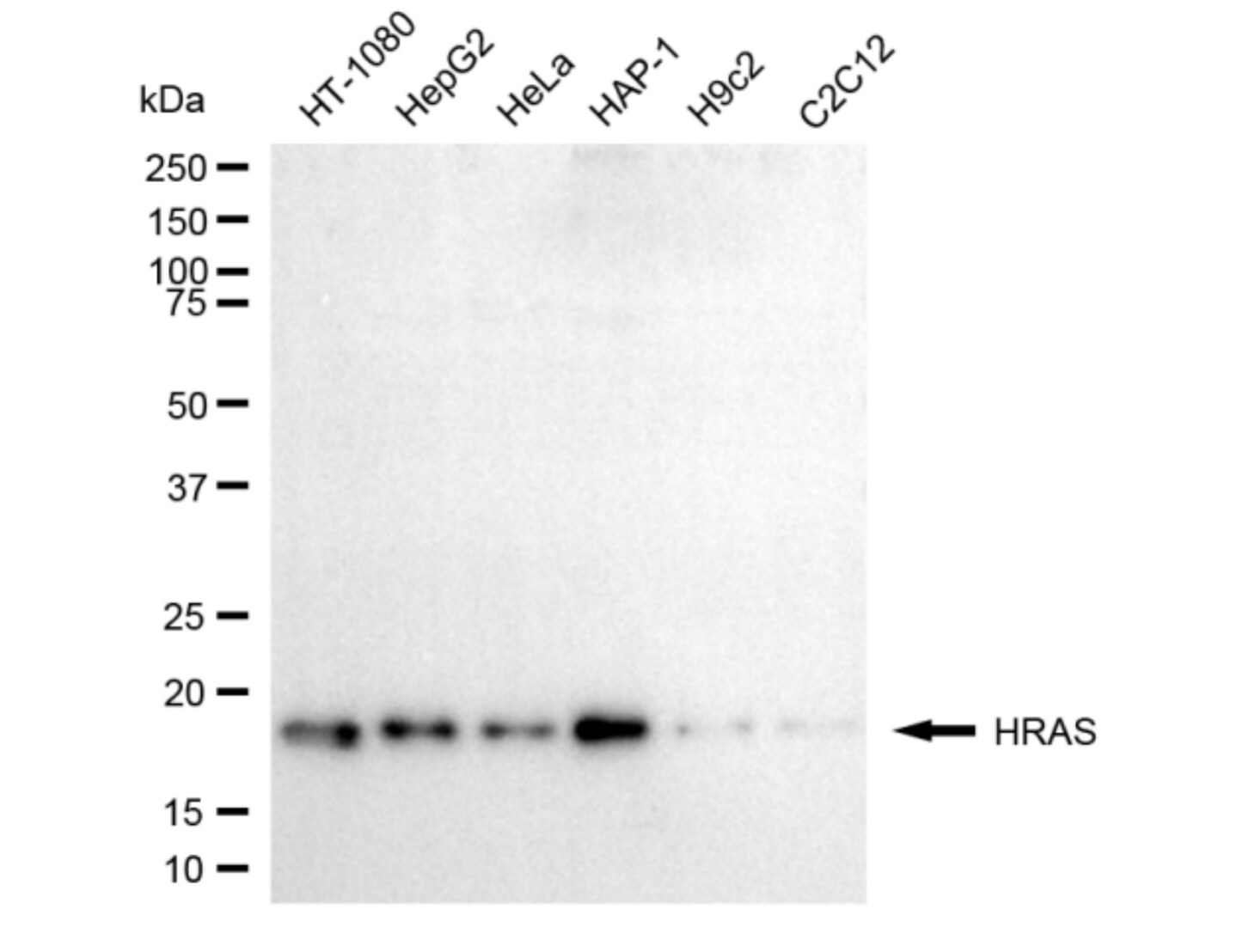 HRAS Antibody (24GB5695)