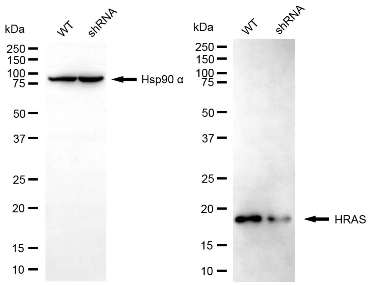 HRAS Antibody (24GB5700)
