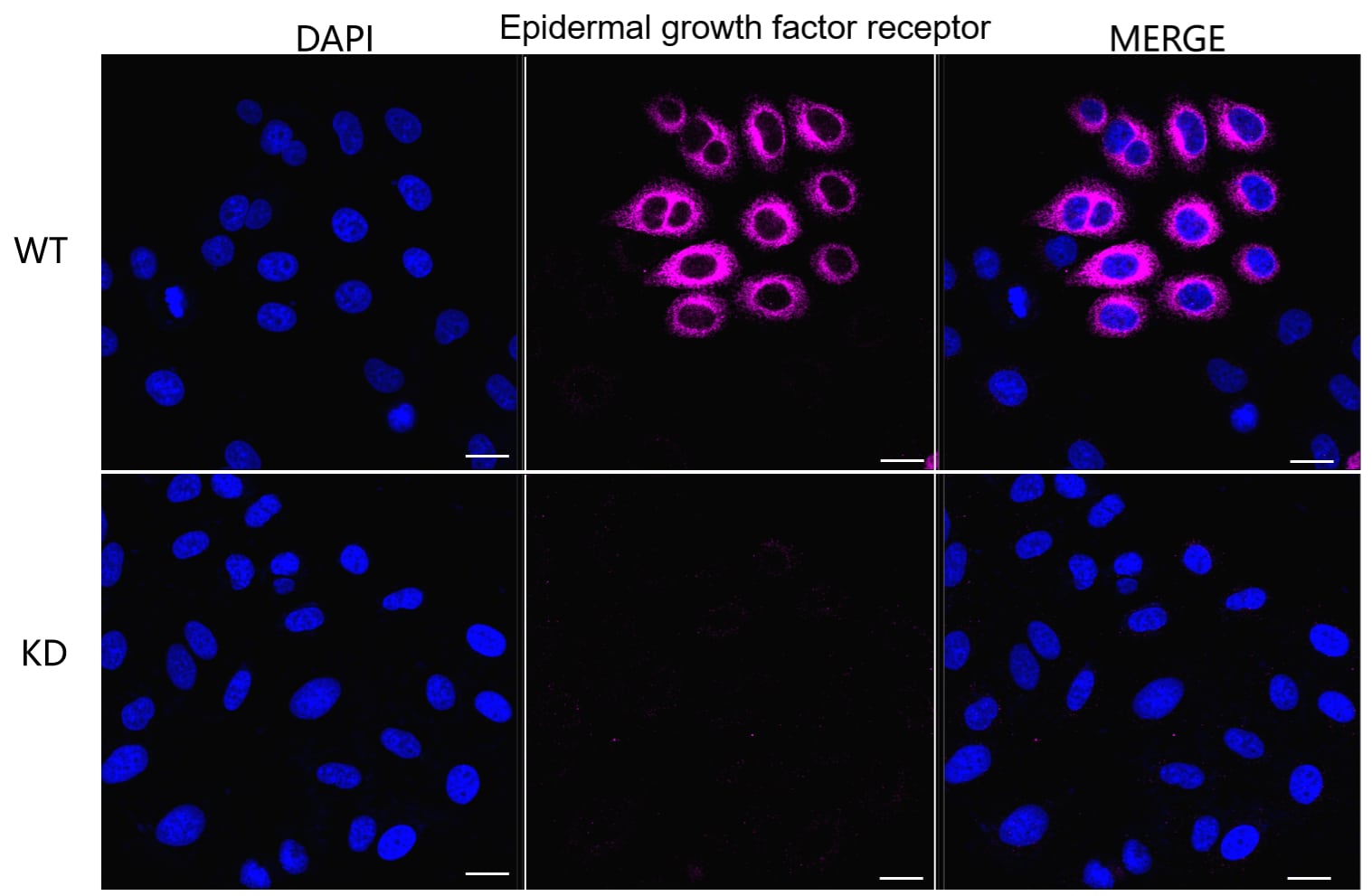 EGFR Antibody (24GB5715)