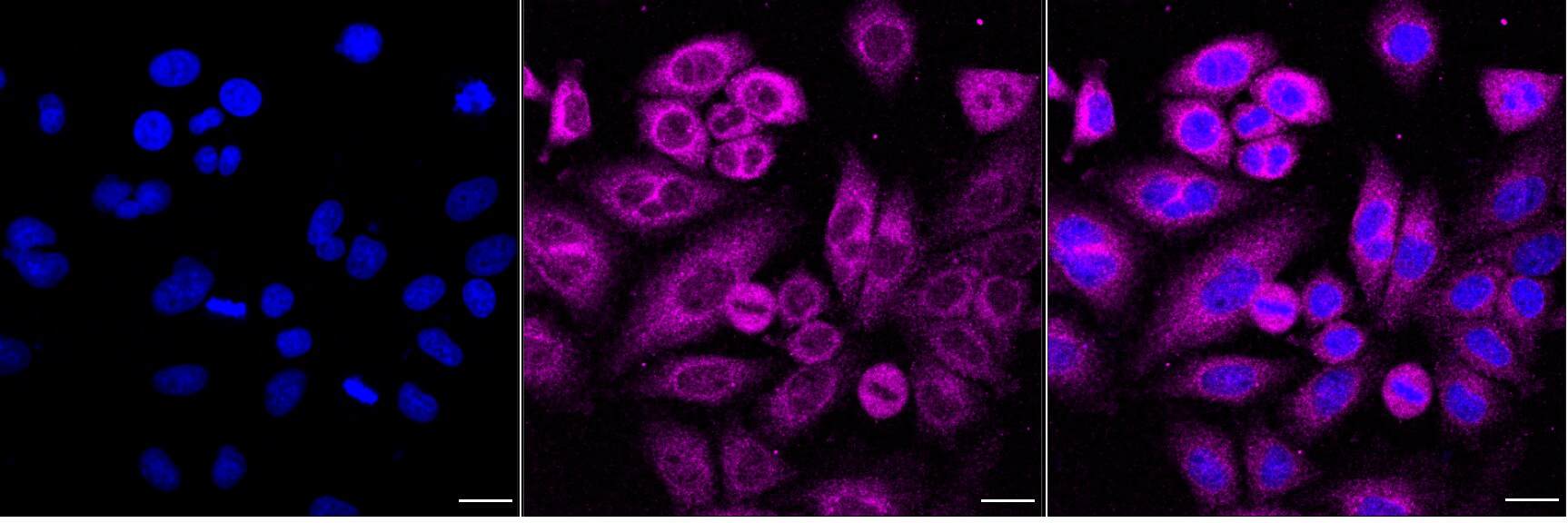 IkB-alpha Antibody (24GB5755)