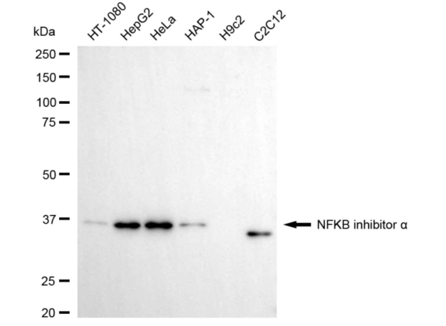 IkB-alpha Antibody (24GB5755)