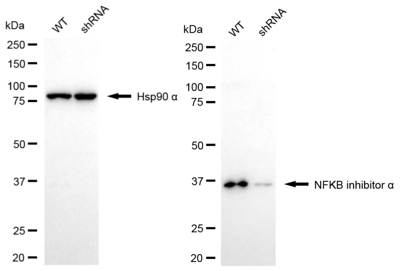 IkB-alpha Antibody (24GB5755)