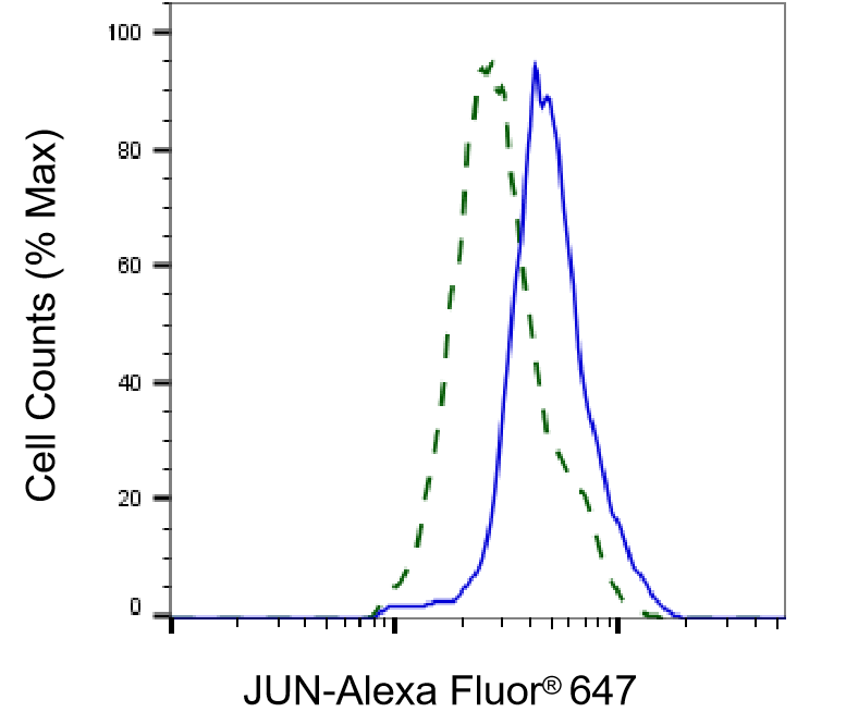 c-jun Antibody (24GB5760)