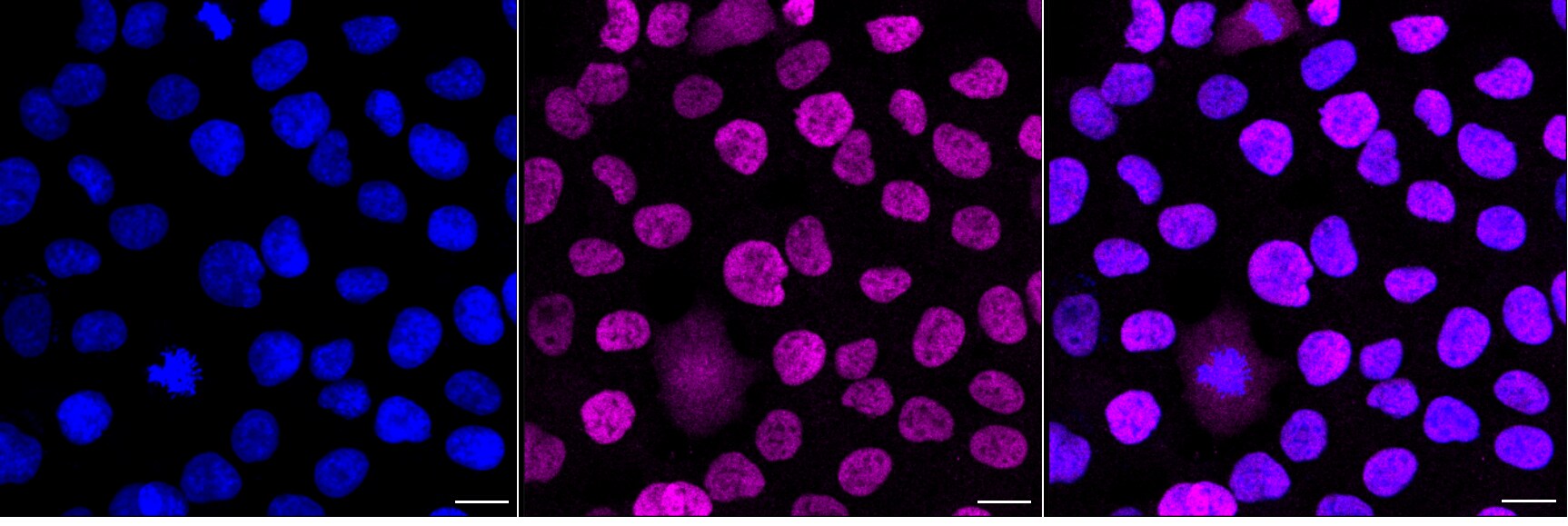 c-jun Antibody (24GB5760)