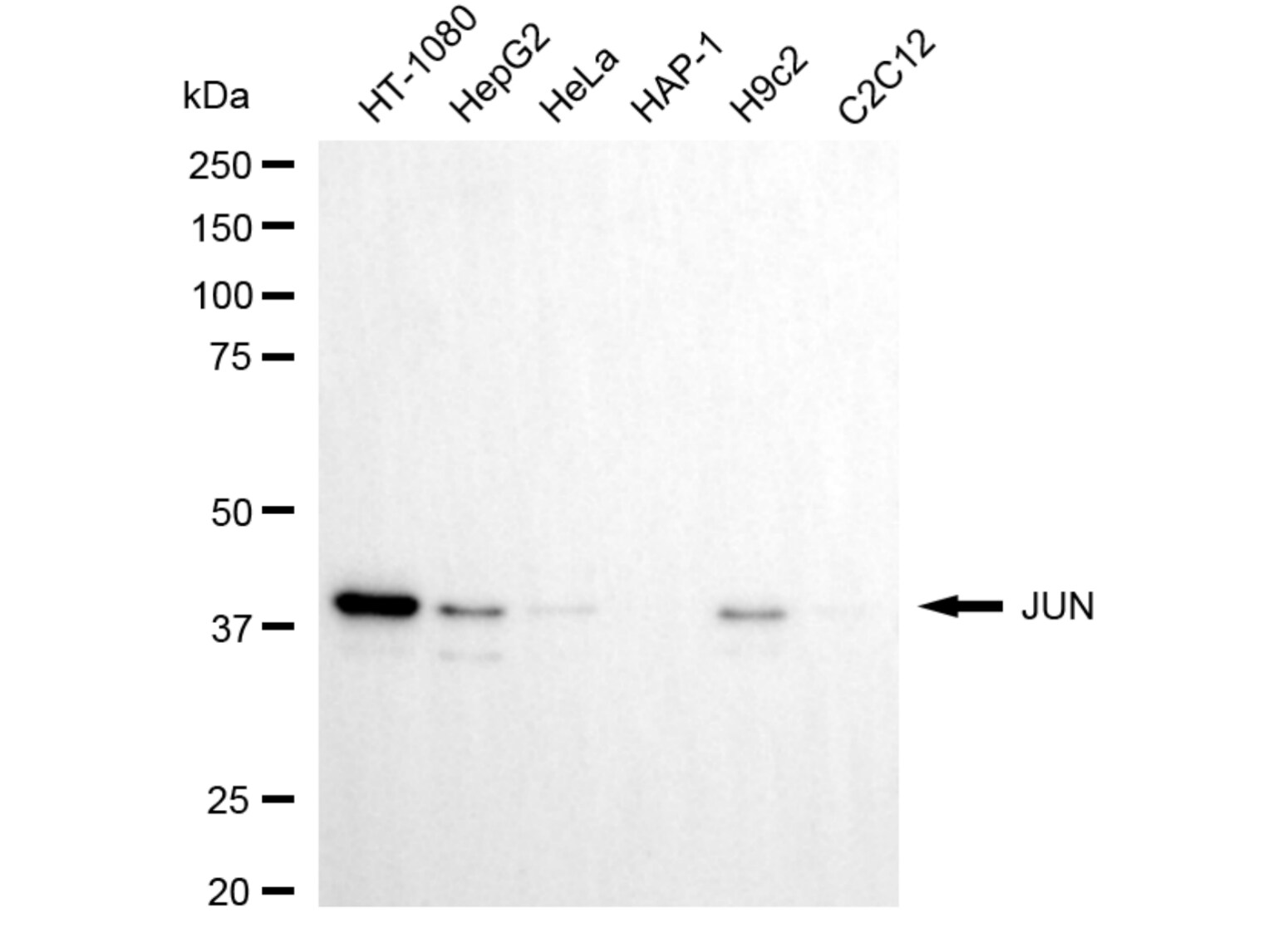 c-jun Antibody (24GB5760)