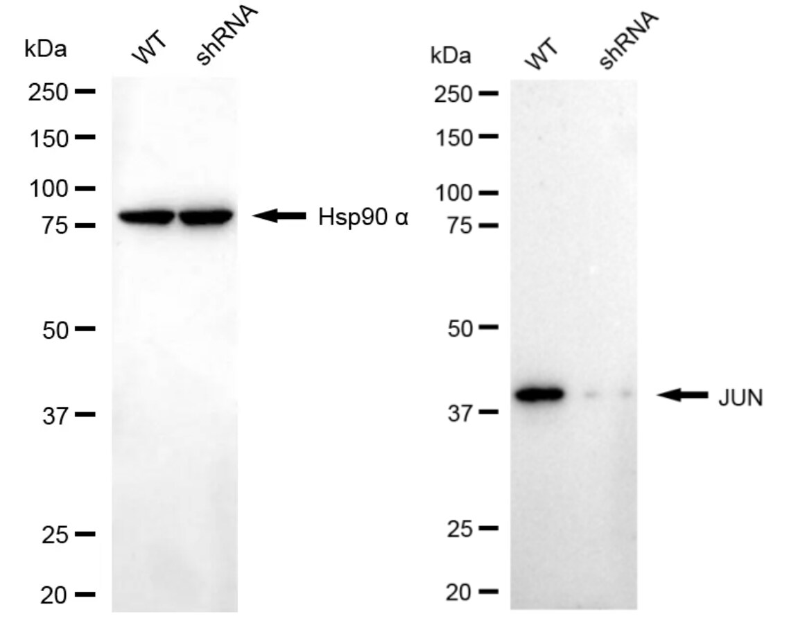 c-jun Antibody (24GB5760)